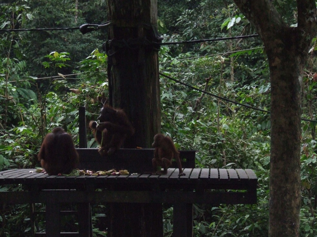 It takes a whole lot of fruit to keep this lot happy!