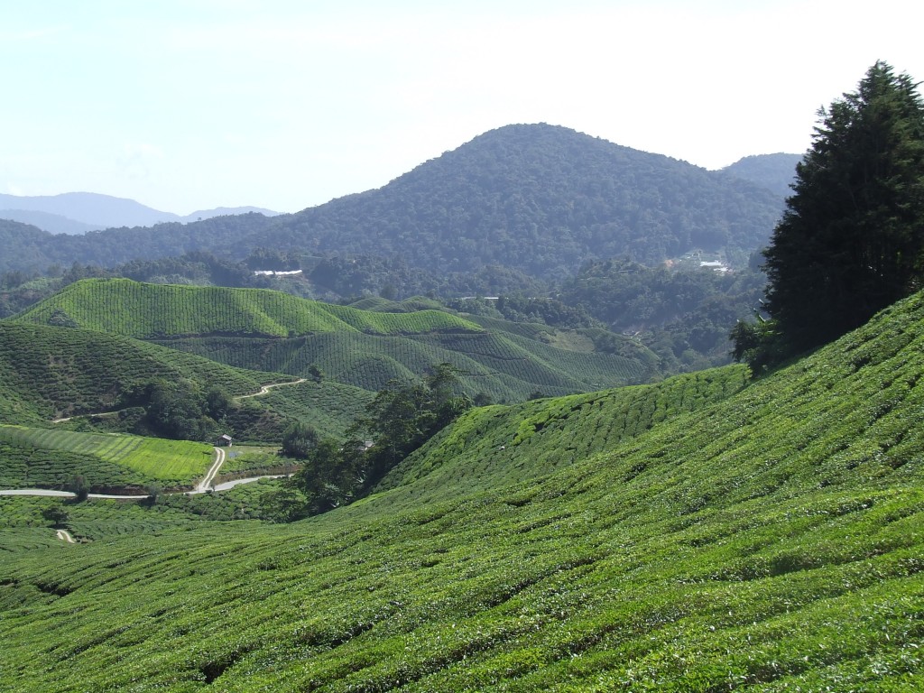 Tea Plantations