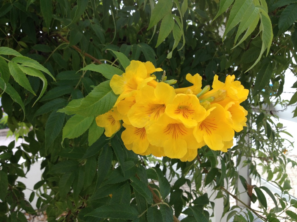 Make Time to Smell the Flowers (no 3)