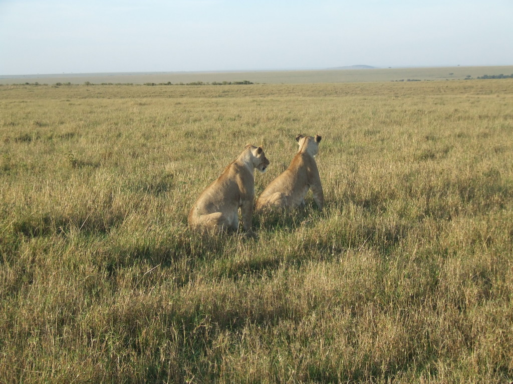 Sharing the morning sunrise and a magical moment with two lionesses in Kenya's Masai Mara