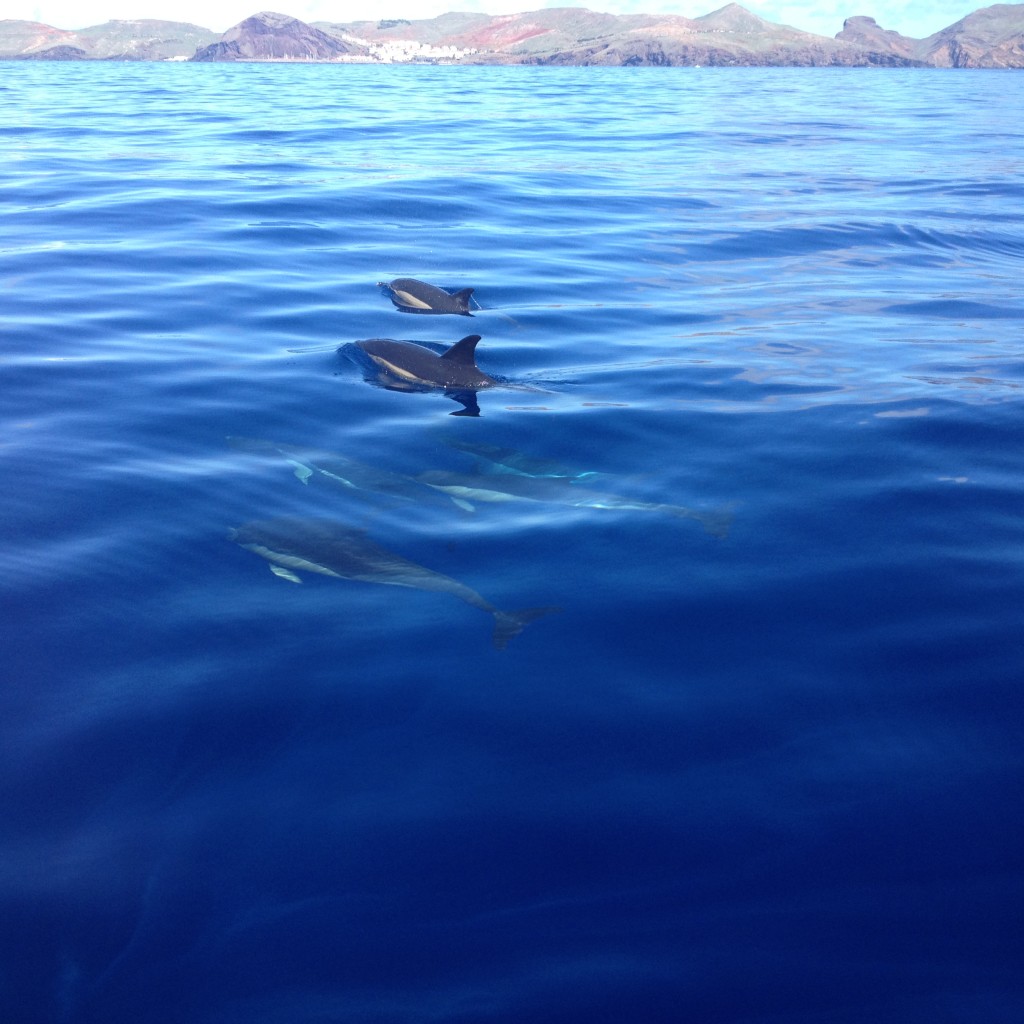 Dolphin watching in Madeira